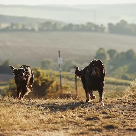 Meyerhof - Bioweingut, Vinothek & Gaestehaus