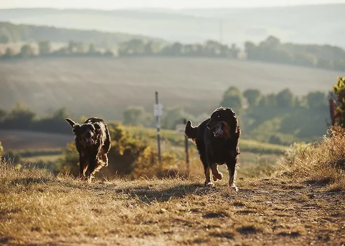 Meyerhof - Bioweingut, Vinothek & Gaestehaus